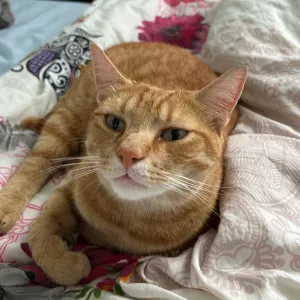 Garde de mon chat à mon domicile 