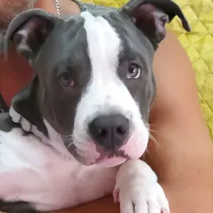 Vaga para Petsitter em Loures