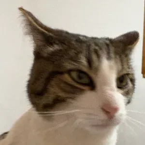 garde animaux aux alentours de Combloux