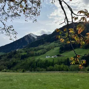 Cerco aiuto pulizie le rughe / formello