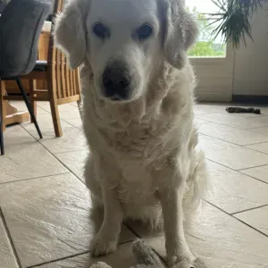 Pet sitter autour de Bar-le-Duc