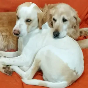 Chiens secteur Montluçon et alentours 