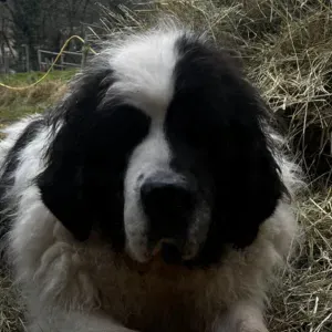 Garde d'animaux à domicile – Lons‑le‑Saunier et environs