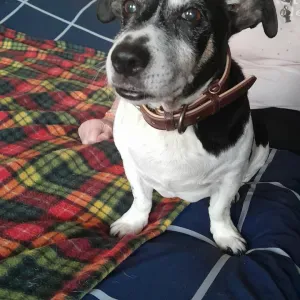 Pet Sitter au domicile des particuliers à Thaon les Vosges 