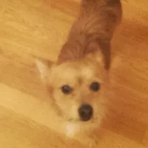 à la recherche d' e-pet-setter