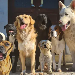 Procuro Petsitter
