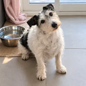 Pet-Sitter de confiance sur Pinet 