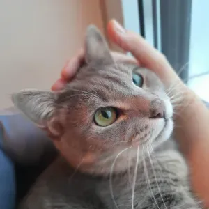 Pet sitter per parma citta e provincia