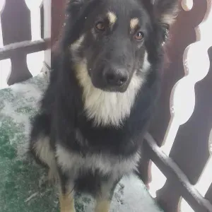 Garde de vos animaux