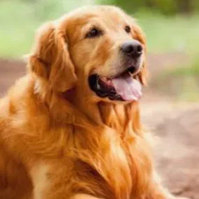 Pet-Sitter diplomée de l'ACACED et étudiante vétérinaire