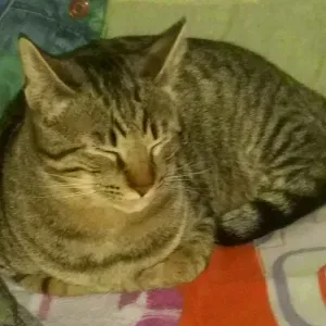 Oferta de trabajo para limpiador/a en Sant Pere de Vilamajor