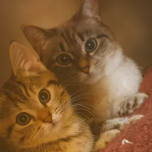 Pet-sitter sur Bruxelles ! Pour garder vos animaux. 