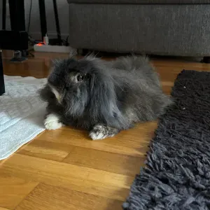 Pet sitter Lyon (lapin, cochon d'Inde, gerbille, oiseaux