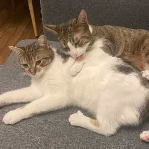 À la recherche d'un cat sitter pour mes chats 