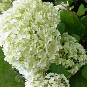 Aide aux personnes âgées