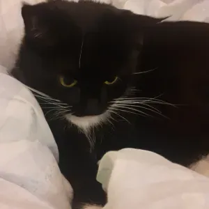 I can pet sit most animals and happy to help!