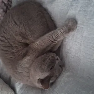 Szukam petsittera do kotki