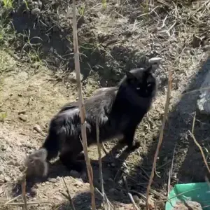 Empleada de limpieza en San Fulgencio 