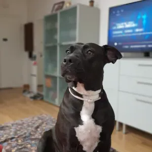 Dog sitter due volte a settimana