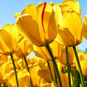 A la recherche d'une pet sitter