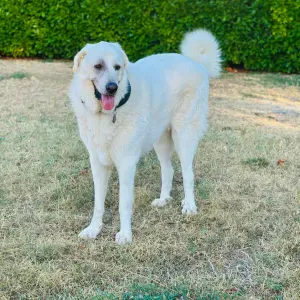 Gardes et promenades d animaux dans le 06