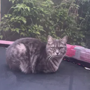 Pet-sitter à le blanc mesnil 😁