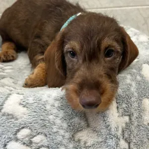 Aide ménagère / cleaning  île de France 