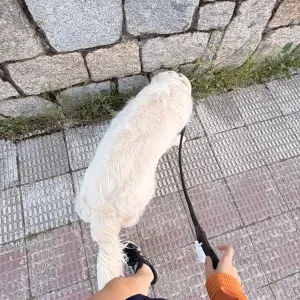 Cuidadoras de animales en Madrid!! 