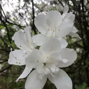 Auxiliaire de vie diplomée et experimentée