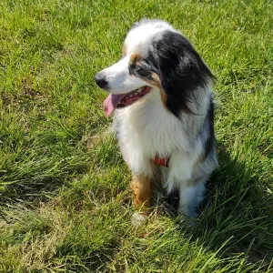 Recherche petsitter pour UMA