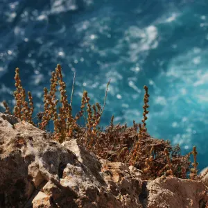 cerco collaboratrice domestica per 3 ore settimanali 