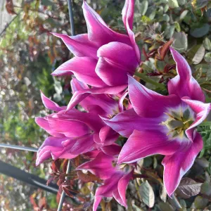 Léna l'éducatrice et l'aide familiale 