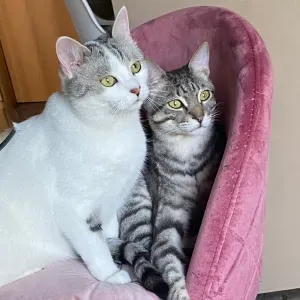 Cerco servizio di pulizie . pet sitter.