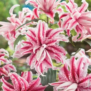 Pet-Sitter à Montigny-le-Bretonneux