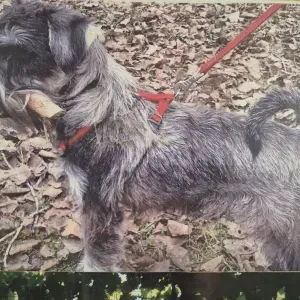 Pet sitting in provinca di como