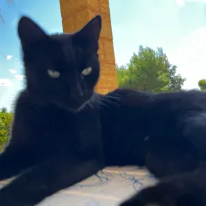 Pet sitting provincia di Reggio Emilia