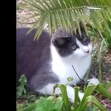 Accompagnateur d'animaux de compagnie