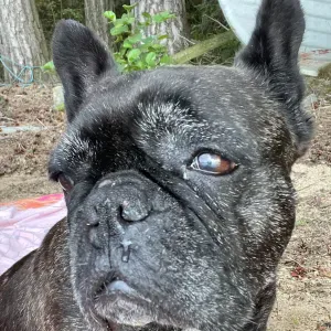 Ieškau, kas prižiūrėtų šunį vienai dienai