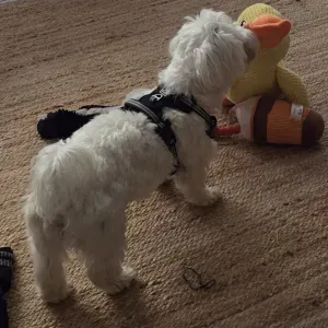 Ce bichon maltais est adorable. Surtout avec les enfants