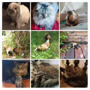 Pet sitter (chats et petits animaux, rongeurs) Annecy