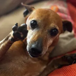 Procuro cuidador de cão de 15 a 24 de Setembro, Coimbra