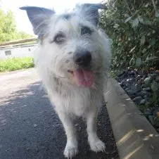 Pet-sitter au service de vos loulous.