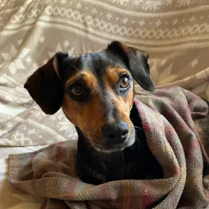 Pet sitting in Keynsham/Bristol/Bath area