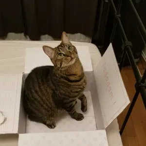 Garde de chat pour vacances d'été