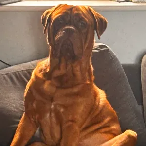 Looking for a doggie boarding for our boy - Blackburn