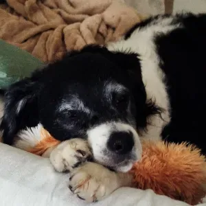 Cherche gardien(ne) à domicile attentionné(e) pour mon chien