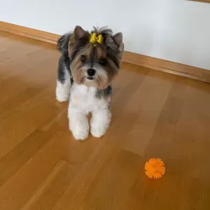 Femmme de menage qui c'est bien faire le ménage 