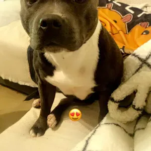  Recherche petsitter pour Shannel