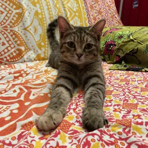 Garde de deux chats pour les vacances d'été 2025