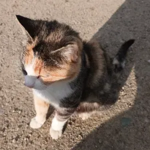 Garde de chat à votre domicile !